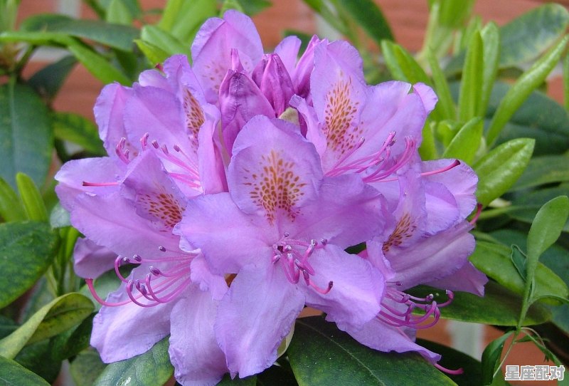 5月19日生日花：附子花 - 星座运势
