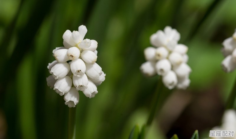5月17日生日花：角罂粟花 - 星座运势