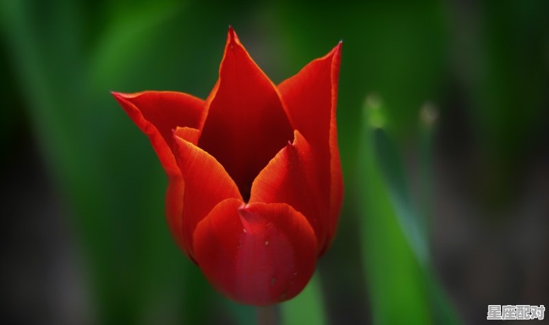 5月13日生日花：康复力花 - 星座运势