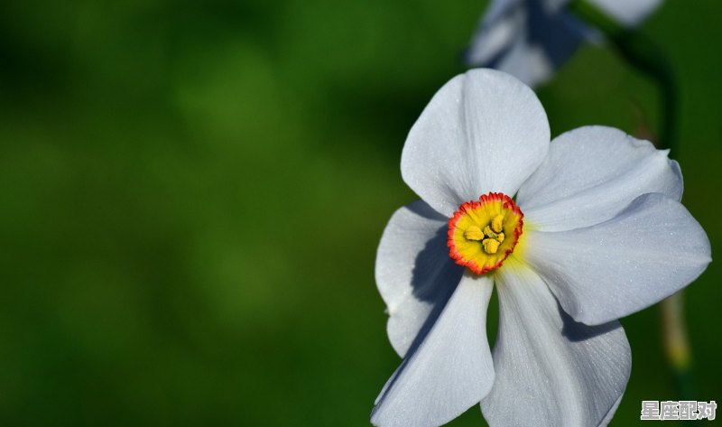 4月21日生日花：雪白水仙 - 星座运势