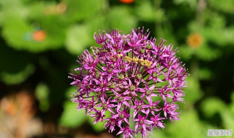 4月15日生日花：繁缕花 - 星座运势