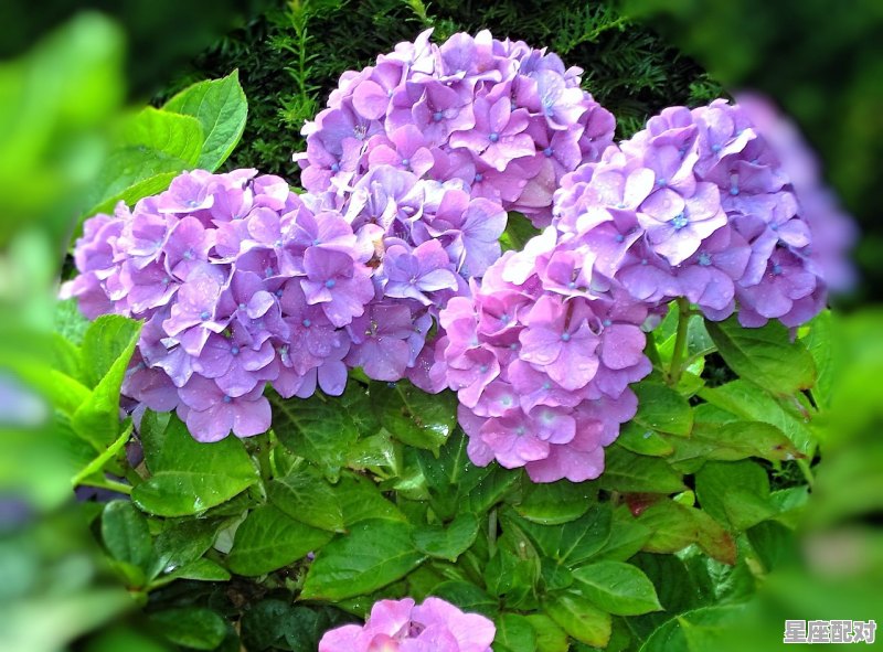 4月12日生日花：虎耳草 - 星座运势
