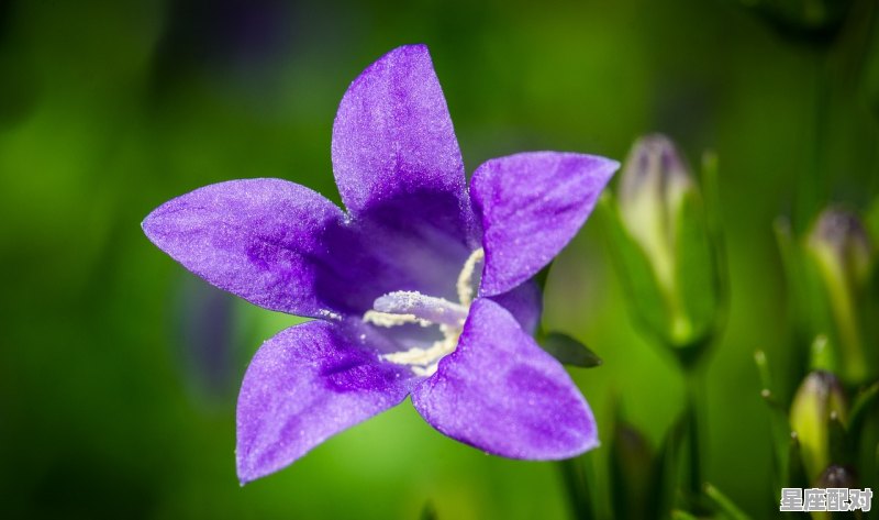4月6日生日花：风信子 - 星座运势