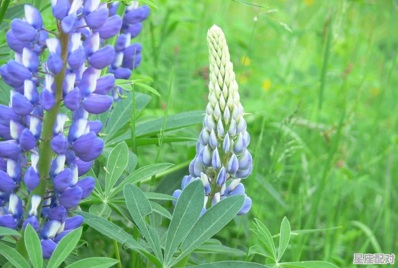 4月1日生日花：山木蓝 - 星座运势
