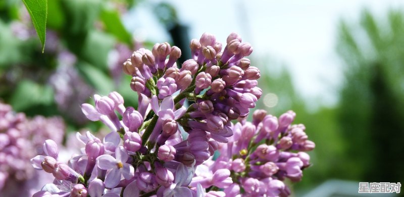 3月30日生日花：碎米荠 - 星座运势