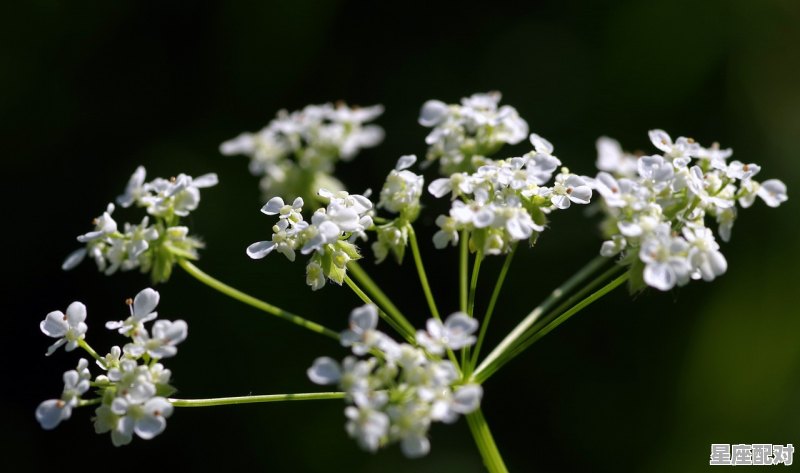 3月22日生日花：白屈菜 - 星座运势