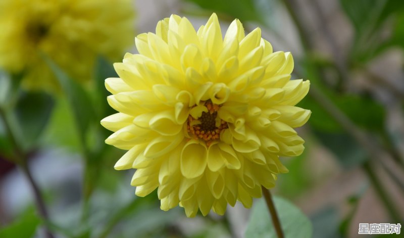 3月12日生日花：沙洲蕃红花 - 星座运势