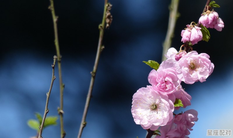 3月6日生日花：野生水仙花 - 星座运势