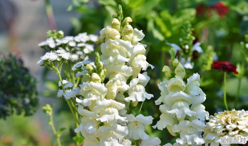 3月2日生日花：鼠耳草 - 星座运势