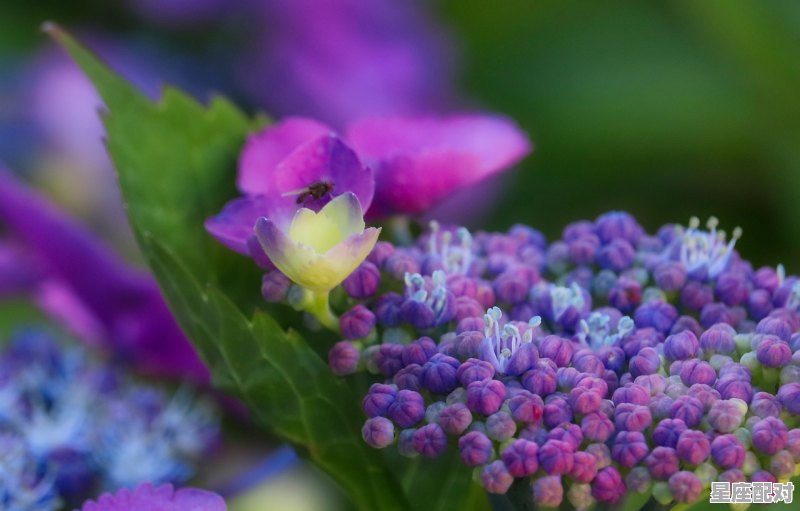 3月1日生日花：韭菜花 - 星座运势