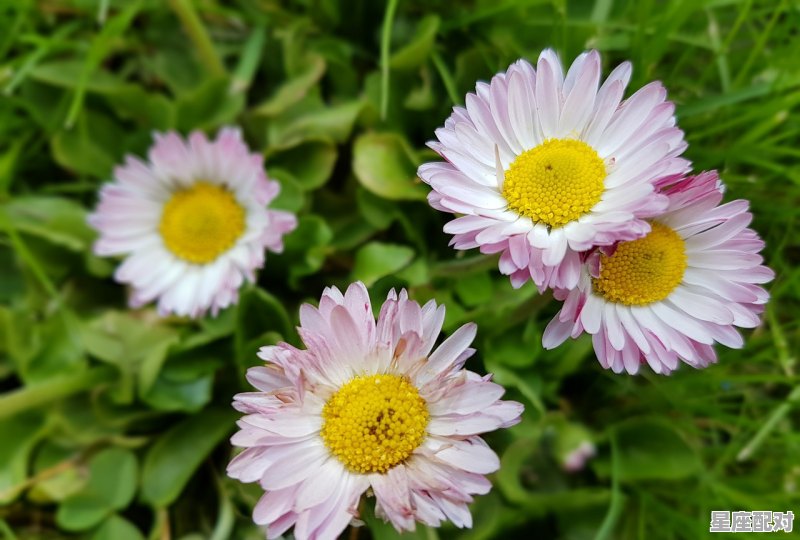 2月22日生日花：雏菊 - 星座运势