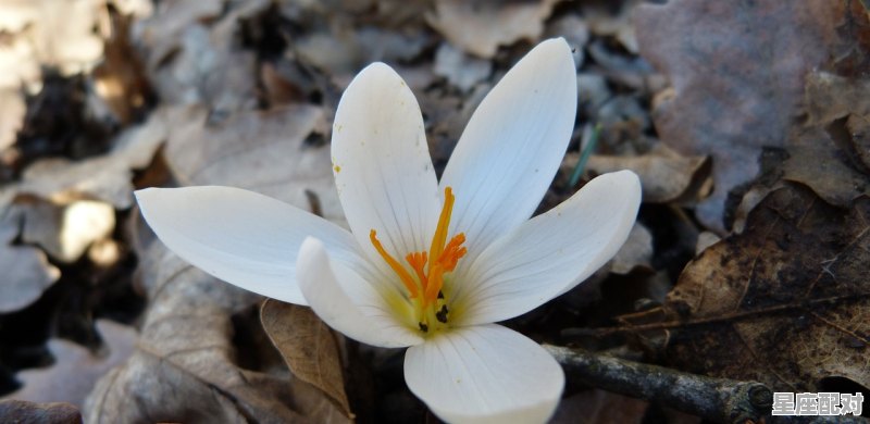 2月21日生日花：白番红花 - 星座运势