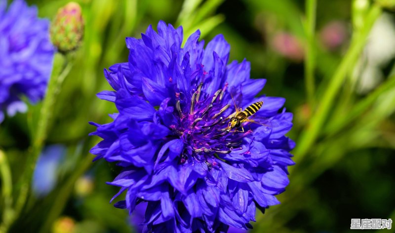 2月10日生日花：丁香花 - 星座运势