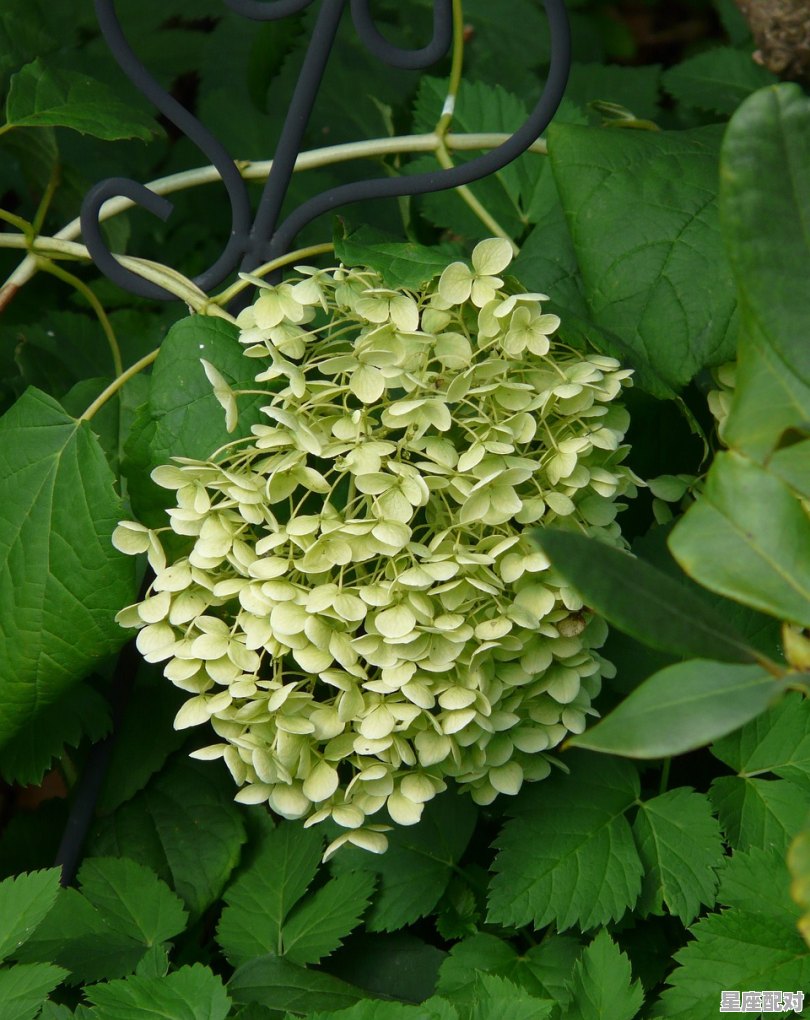 2月5日生日花：西洋樱草 - 星座运势