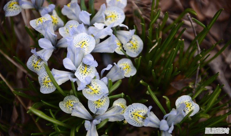 2月2日生日花：雪莲花 - 星座运势