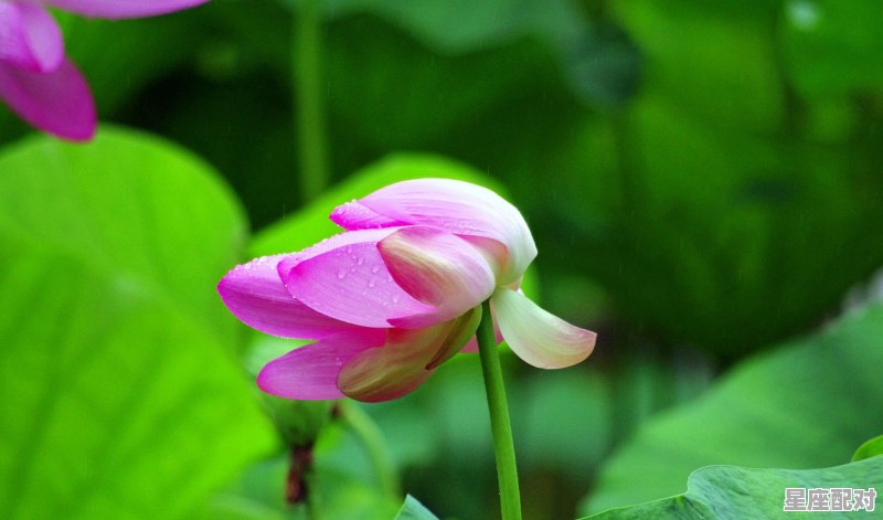 1月16日生日花：红色野荨麻花 - 星座运势