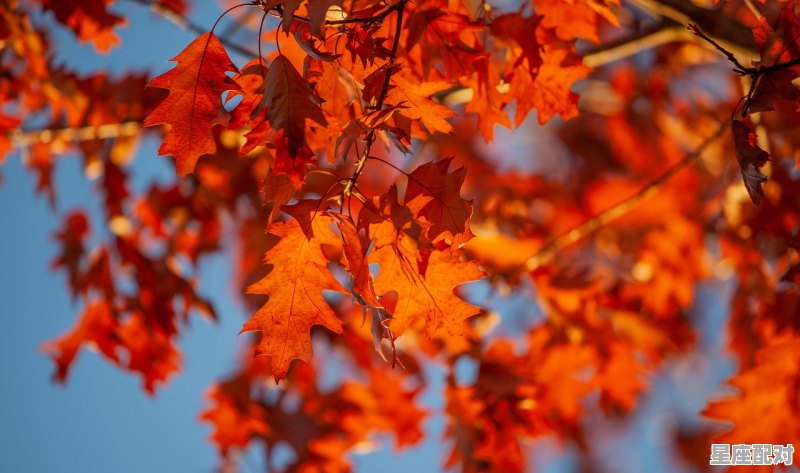 5月8日生日巧克力：合桃枫叶（Maple－Walnut） - 星座运势