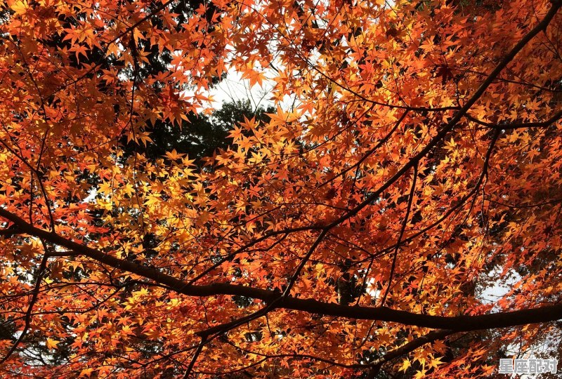 3月20日生日巧克力：合桃枫叶（Maple－Walnut） - 星座运势