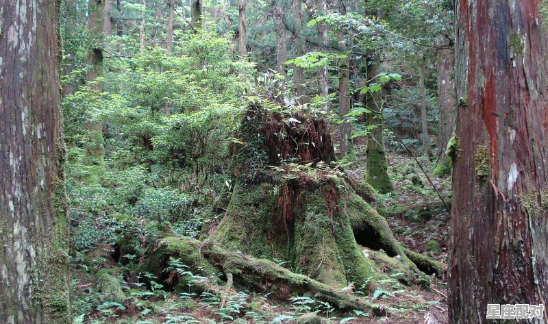 3月22日-3月31日(榛子树) - 星座运势