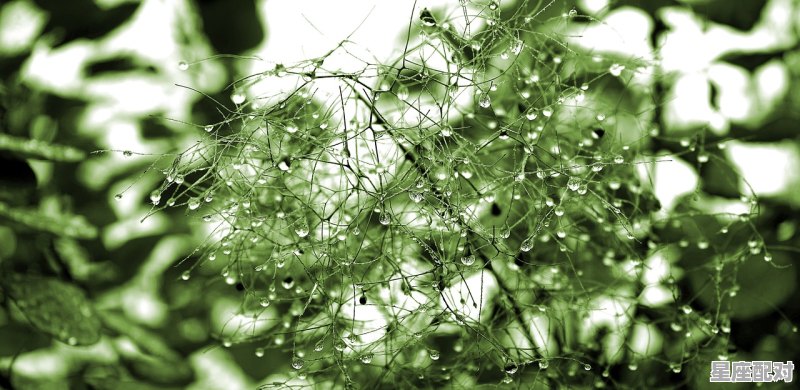 70.乌鸦座（5月4日） - 星座运势