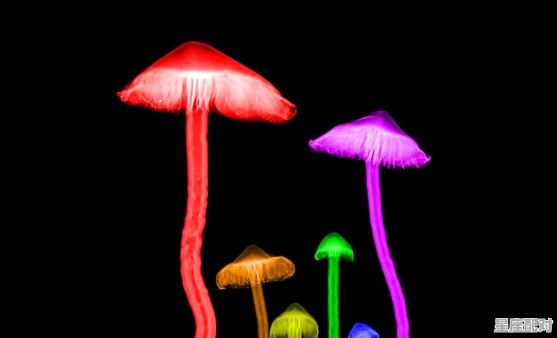 狮子座提高爱情缘分的方法 - 星座运势