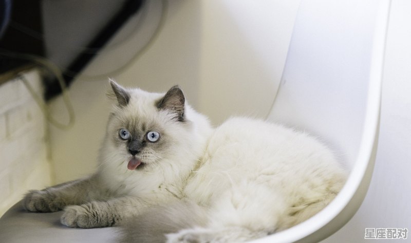 猫在床上生了小猫示意什么_哆啦a梦什么含义 - 星座运势