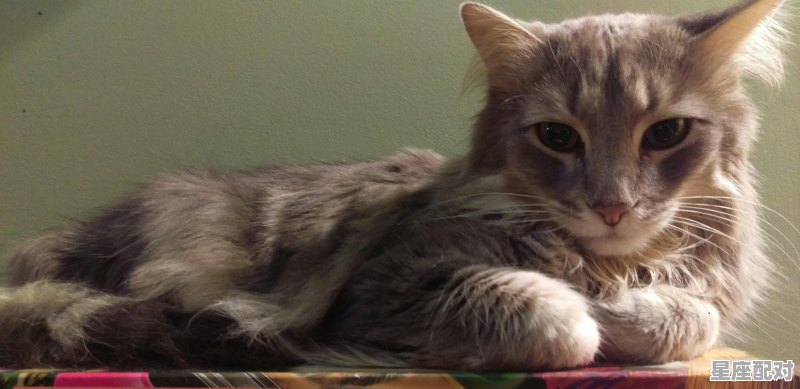 一只想飞的猫里面的猫是一只怎样的猫_做梦内容详细 - 星座运势