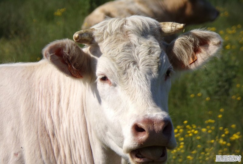 今年犯太岁的属相是哪几个,今日生肖运势龙 今年犯太岁的属相是哪几个,今日生肖运势龙 - 星座运势