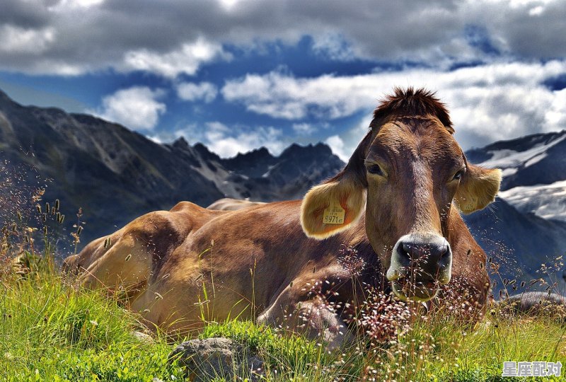 2021年12月份哪天属牛,牛男今日运势 2021年12月份哪天属牛,牛男今日运势 - 星座运势