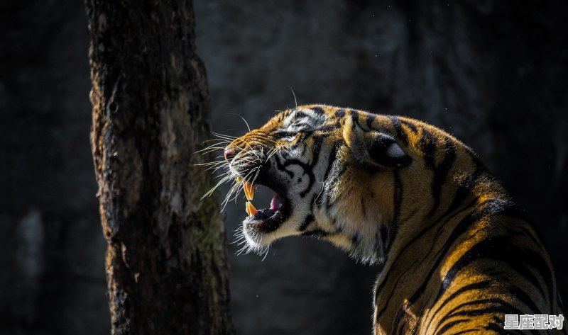 2022属虎是本命年嘛,2019虎今日运势 2022属虎是本命年嘛,2019虎今日运势 - 星座运势