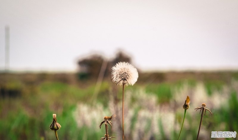 清明节是几月几日有哪些习俗_清明这首诗里描写了哪些习俗 - 星座运势