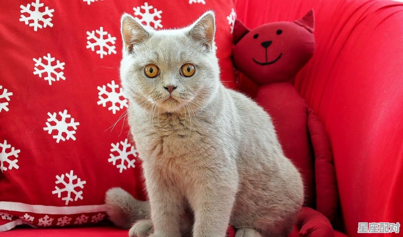 猫猫总是跳起来攻击我是什么意思_猫咪会攻击主人吗 - 星座运势