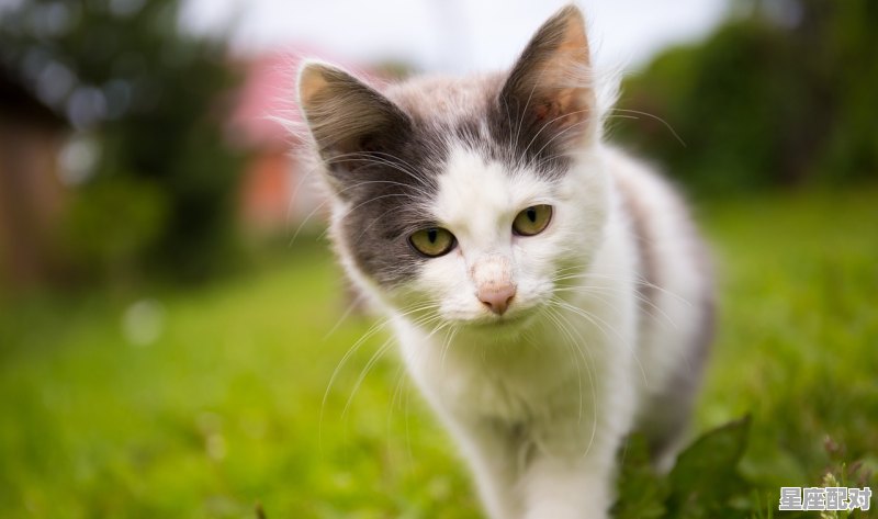 猫咪生完后多久可以再生_猫咪生宝宝一般生多长时间啊？生完要注意什么 - 星座运势
