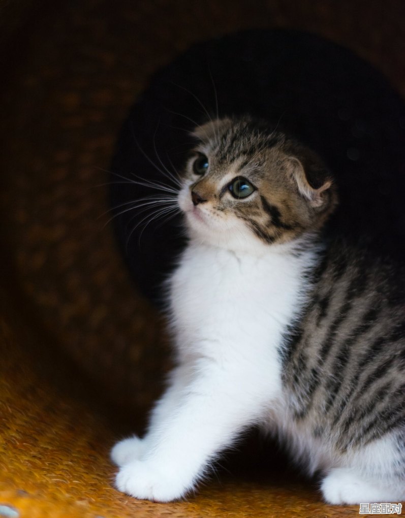猫几个月生小猫,梦到大猫生小猫 - 星座运势